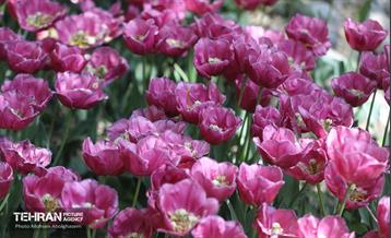 بازدید اصحاب رسانه از باغ ایرانی 17