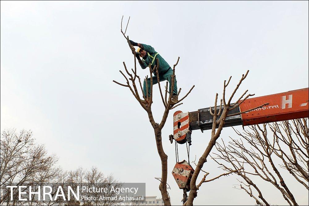 تلاش ویژه شهرداری برای نجات زندگی حدود یکصد درخت اتوبان نیایش 19