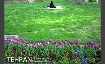 رویش گل های لاله در پارک شهر 39