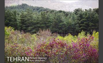 پارک ملی سرخه‌حصار 11