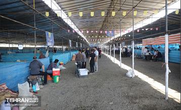 بازدید از مرکز عرضه بهداشتی دام ویژه عید قربان 13