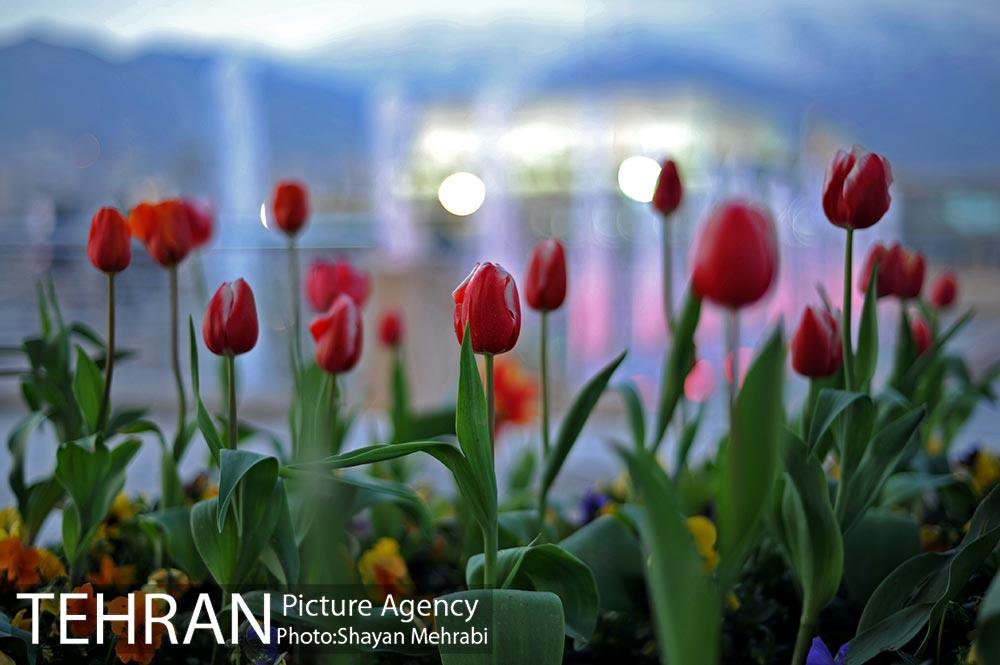 برج میلاد میزبان لاله های بهاری و تخم مرغ های رنگی 31