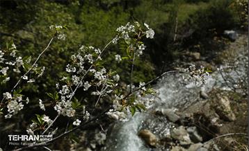 دومین جشنواره شکوفه‌های گیلاس 17