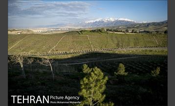 بازدید از پروژه جنگل کاری 1250 هکتاری 5