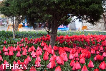 جشنواره لاله‌ها در بوستان زندگی محله هرندی 16