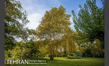 پاییز بوستان لاله 18