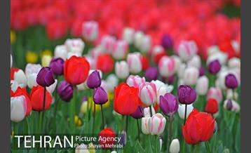 روش گل های لاله در باغ ایرانی 36