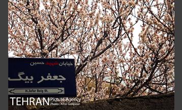 وردیج ، دنیایی از زیبایی 16