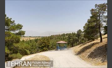 بوستان جنگلی یاس فاطمی 3