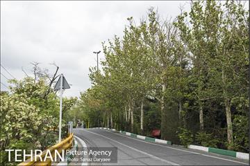 بوستان جنگلی لویزان 15