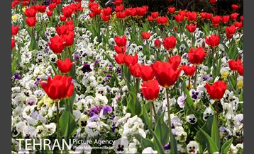 لاله آرایی در منطقه 20