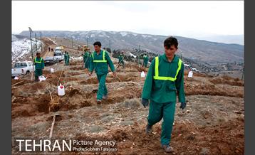 کاشت ۱۰۰ هزار اصله نهال در پارک جنگلی تلو 4