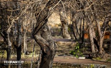 باغ گلاریس 3