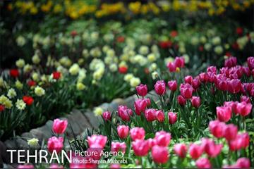 رویش گل های لاله در باغ ایرانی 4