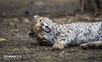 پیروز؛ پسر ایران 23