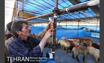 بازدید سعید راد از مراکز عرضه دام  28