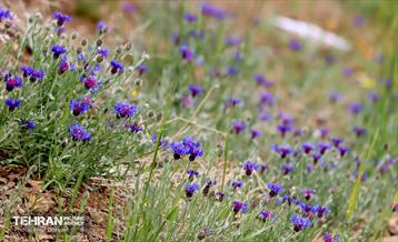 هوای بهاری منطقه 22 4