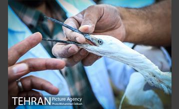 آزادسازی پرندگان و جمع آوری زباله در پارک جنگلی خجیر 8