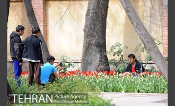 رویش گل های لاله در باغ ایرانی 36