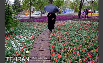 جشنواره لاله‌ها در بوستان زندگی محله هرندی 8