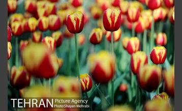 رویش گل های لاله در باغ ایرانی 11