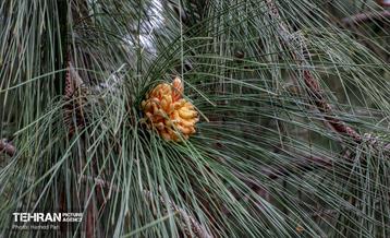 باغ گیاه‌شناسی 44