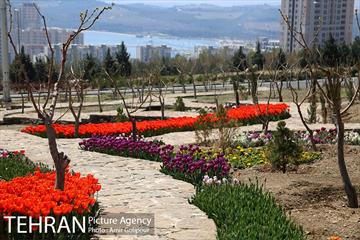 باغ گل لاله های ایرانی در بوستان آبشار تهران‎ 3