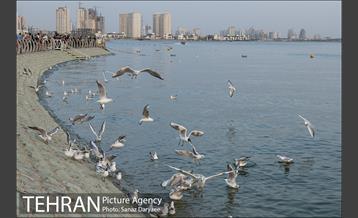 دریاچه شهدای خلیج فارس 8