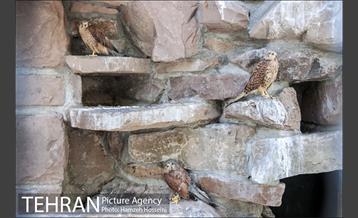 باغ پرندگان تهران 10