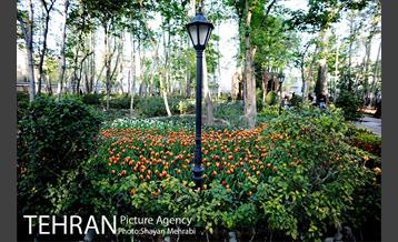 رویش گل های لاله در باغ ایرانی 48