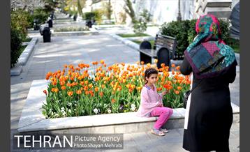 رویش گل های لاله در پارک ملت 11