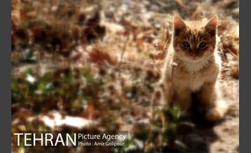 آبشار رنگارنگ 25