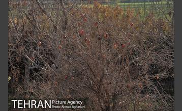 گنبد اینانج و برج نقاره خانه شهرری 22