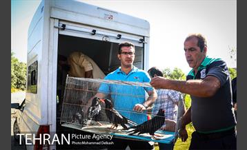 آزادسازی پرندگان و جمع آوری زباله در پارک جنگلی خجیر 2
