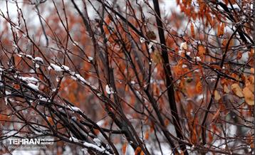 روز برفی در بوستان جنگلی سرخه‌حصار 16