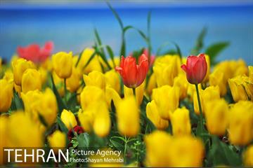 رویش گل لاله در پارک شهر 27