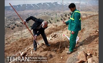 کاشت ۱۰۰ هزار اصله نهال در پارک جنگلی تلو 16