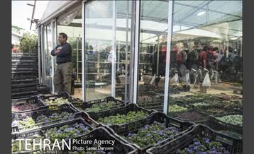 بازار گل شهید محلاتی 19