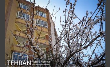 بهار در تهران 13