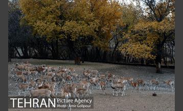 پاییز در میشه زار بوستان جنگلی چیتگر 5