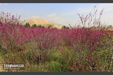 بهار ارغوانی 21