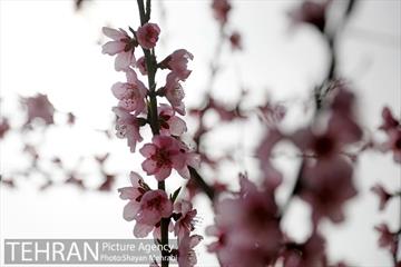 بهار در تهران 27