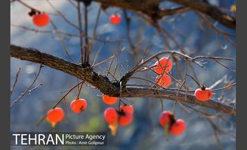 نخستین جشنواره خرمالو در روستای کشار سفلی 14