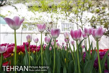 پیاده راه لاله برای مادران 18