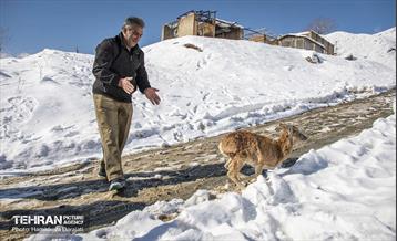 حیات وحش تهران  47