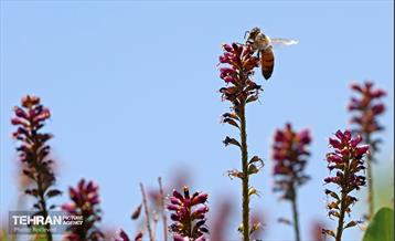 طبیعت بهاری در باغ ملی گیاهشناسی ایران 20