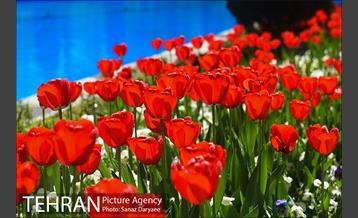 رویش لاله ها در پارک شهر 13