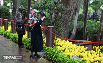 لاله‌ها میهمان باغ ایرانی 14