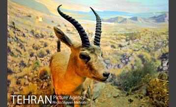 موزه حیات وحش هفت چنار 36