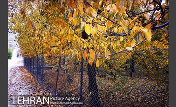 پاییز طلایی روستای افجه 7